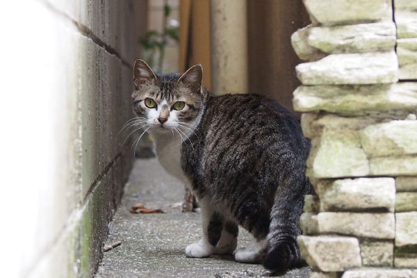 さくらそしてまた見つめる