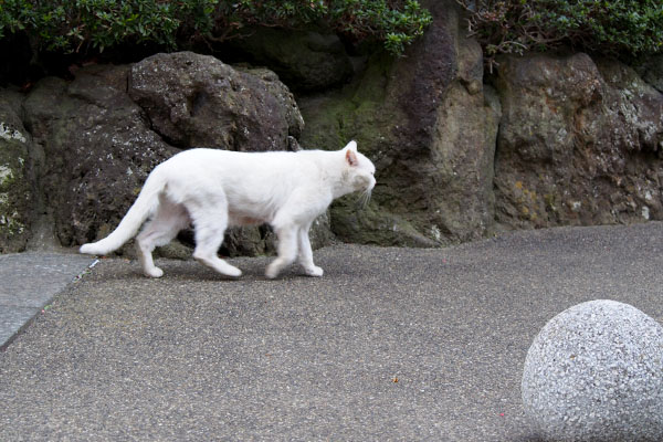 迷わず進むチロル