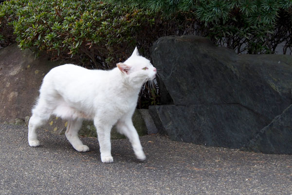 岩にすり～っとチロル