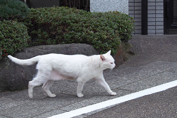 こっちにゃと足取りしっかりなチロル