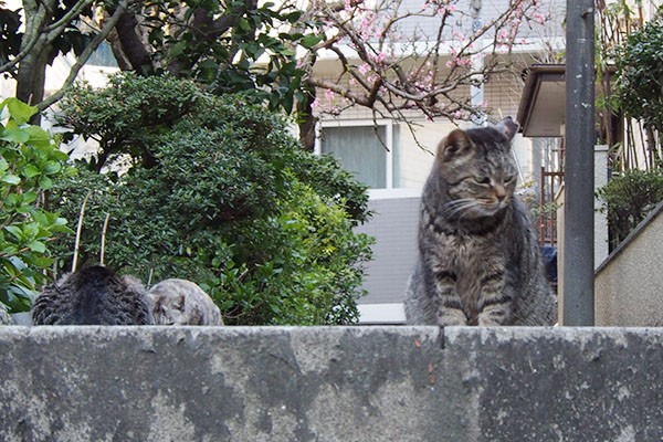 たタビッツと背後に銀とタビワン