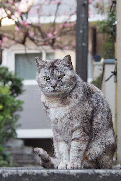 桃の花をバックにフォトジェニック銀