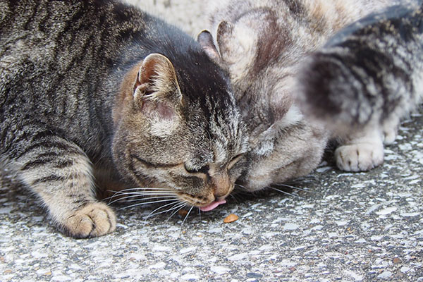 食べる銀とタビッツ