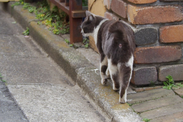 ちびにゃんおお尻の穴