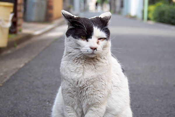 イカ耳はちびにゃんに坊