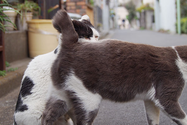 通過するちびにゃん