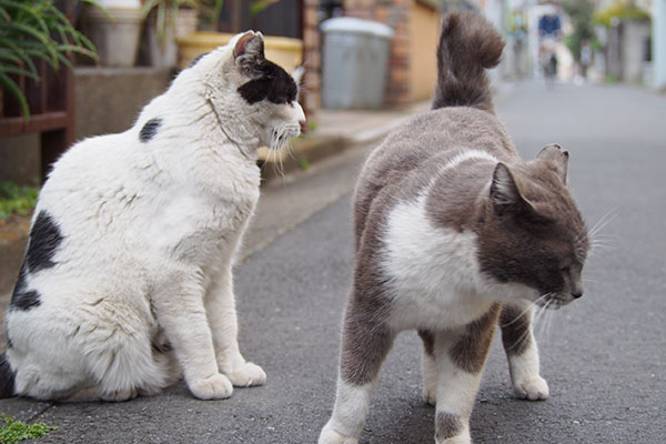 もういいにゃなちび隣に坊