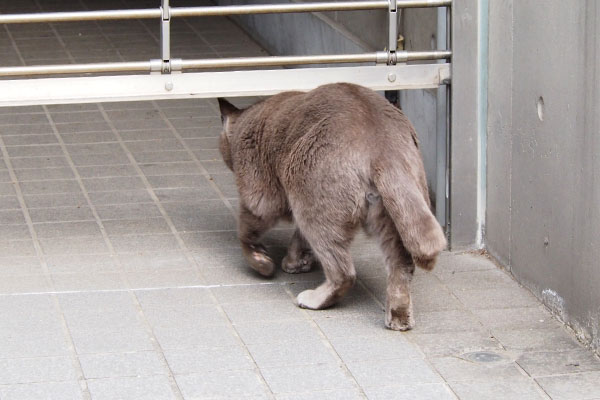 にゃんこマンションへロシたん