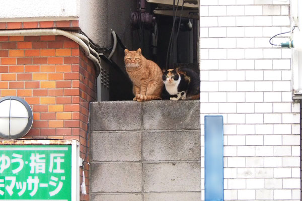 道路の反対側からカブリコを発見