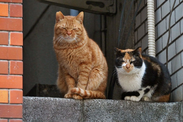 同時に目を閉じるカブリコ