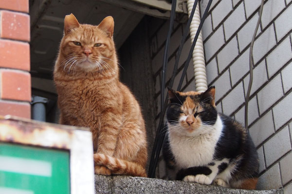 背筋をピンとするカブ目閉じたままのリコ