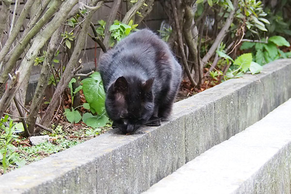 食べるアカシ