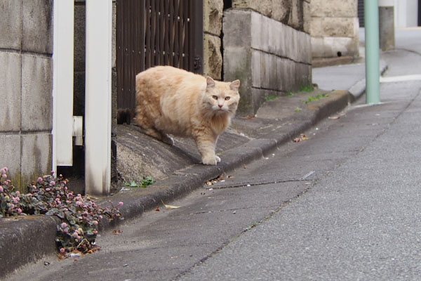 フェンスからナリコマ君