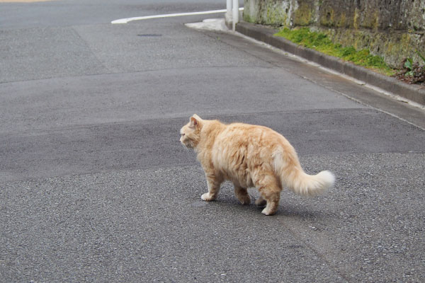 しっぽの先を上げてナリコ