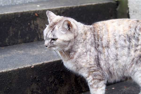 タイムラグでハクをかわす銀