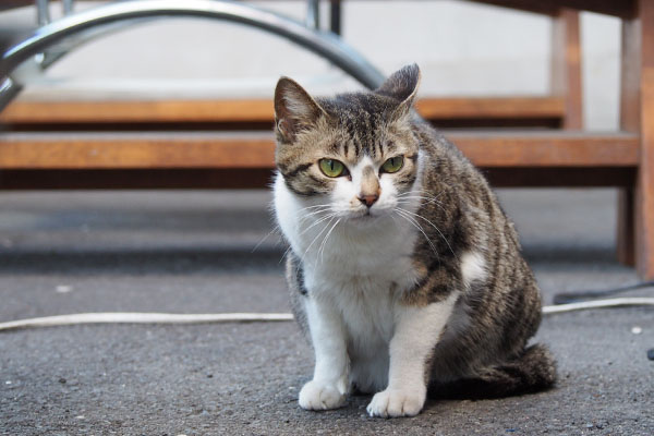 お腹周りがねーさくら