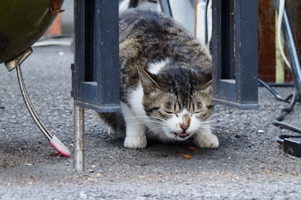 オヤツ食べるさくら