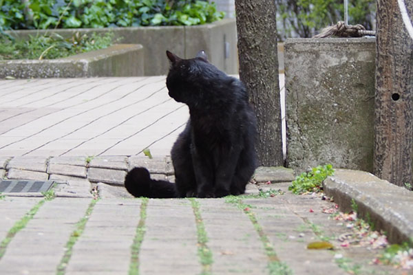 くろねこさん１枚目