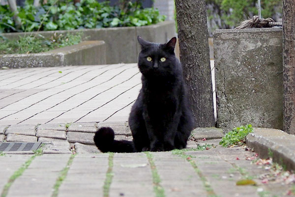 お座りして見て来る黒猫さん
