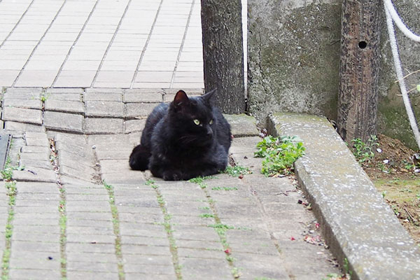 周りを見る余裕もある黒猫さん