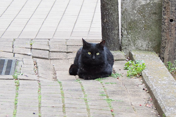 地面んいふせた黒猫さん