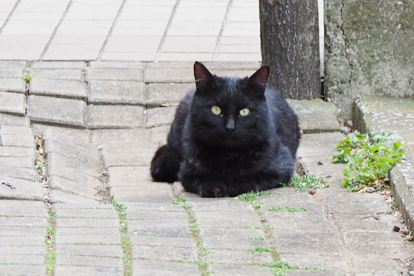 フォトジェニック黒猫さん