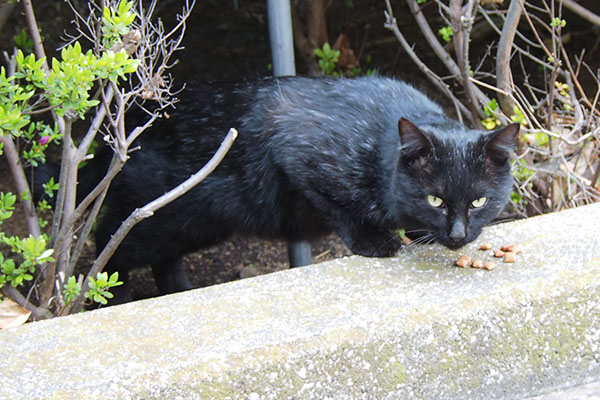 追加をありがとうな黒猫さん