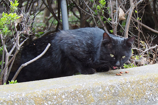 ペロンとうまうま黒猫さん