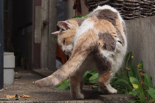 吐いたモノを見ているみけ姉さま