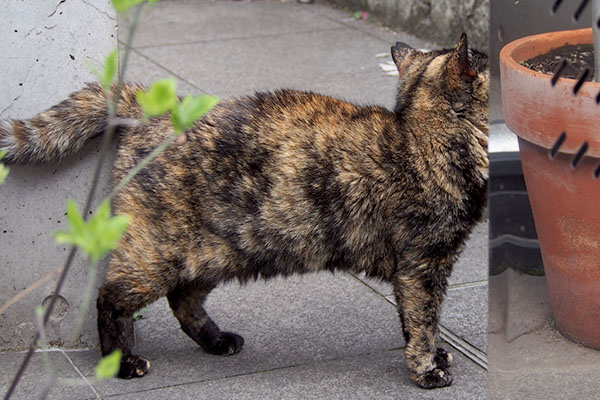 全身の毛を逆立ててサビチッチ