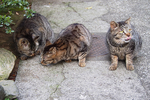 キジトラトリオタビワンは上を見る