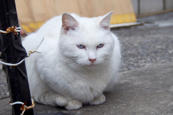 ちまっとかわいくお座りリリ