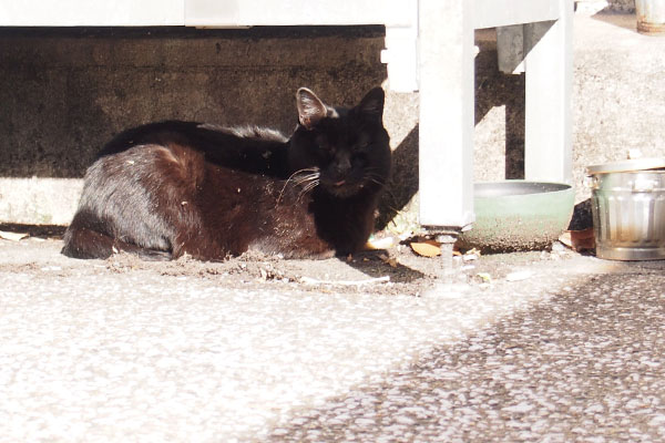 陽射しと影閉じた目のくろ太