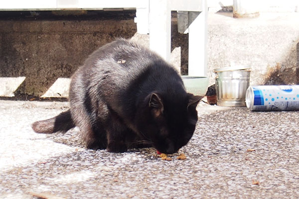 食べるくろ太