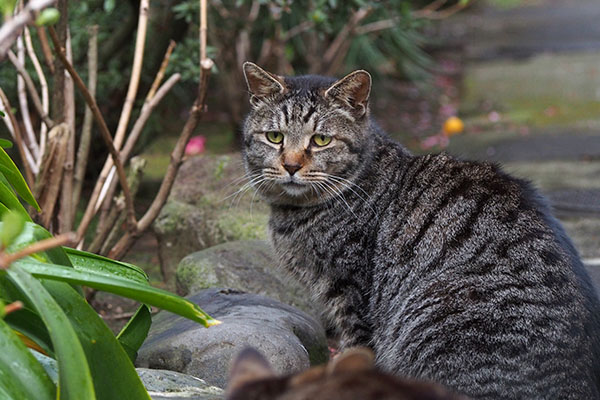 タビワンこちらを見る