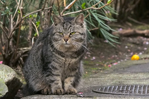 タビゾンヌ　銀ちゃんを見る