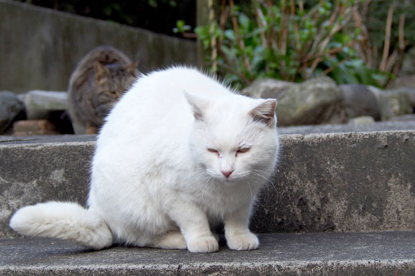 銀を睨むハク