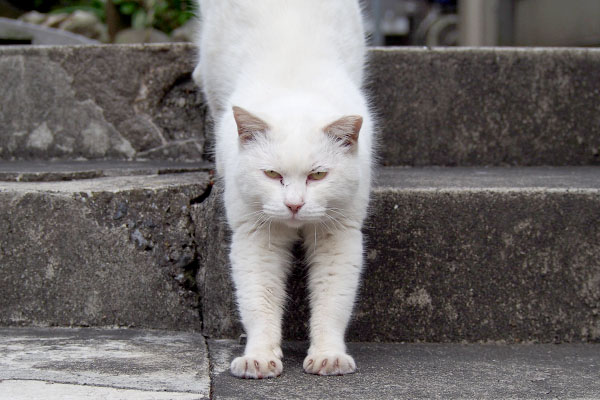 伸び完了でカメラ目線ハク