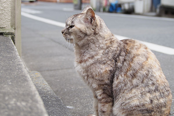 面倒くさそうな銀