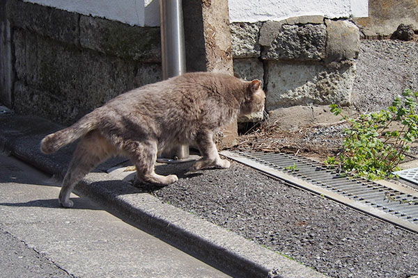 駐車場へ向かうグリ