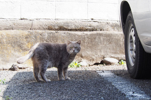 日陰に入ってこちらを見るグリ