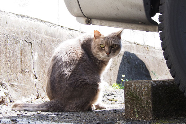 お昼寝するから邪魔しないでグリ