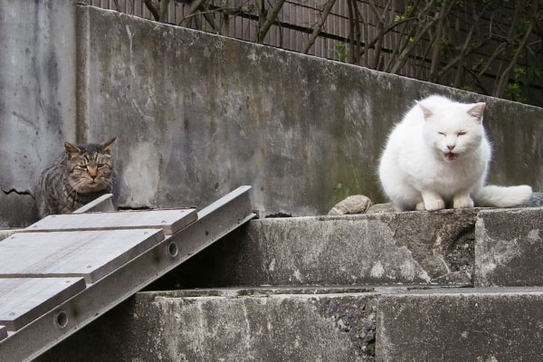 タビワンとハク