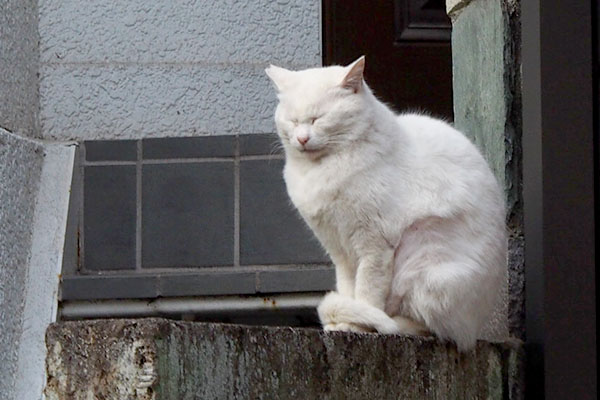 目を閉じているチロル塀の上