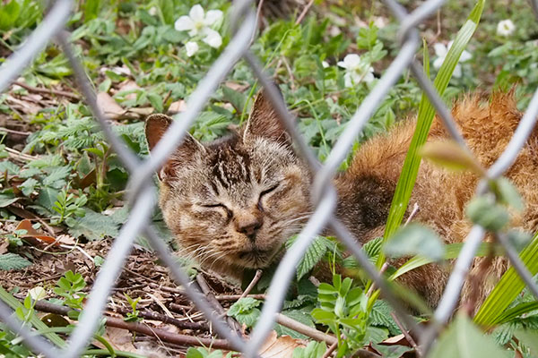 おやすみルル