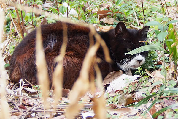 葉っぱが被るカラ