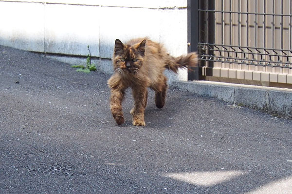 やってくるチイちゃん