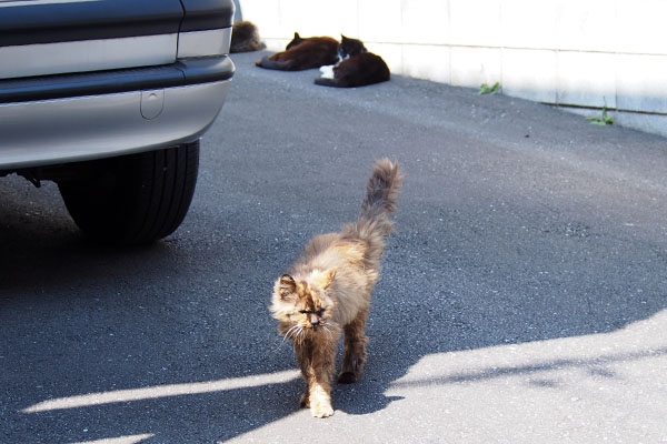 チイと背後に３にゃん