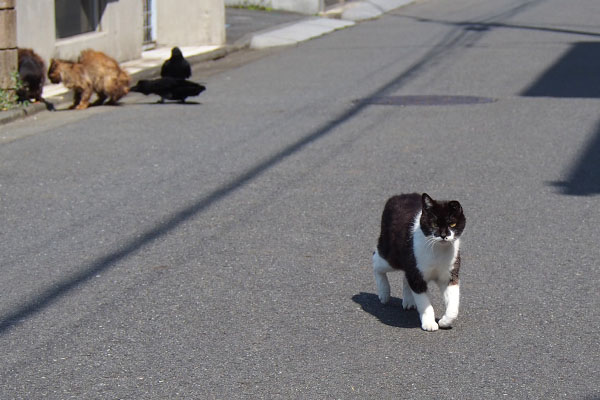 コテが来る