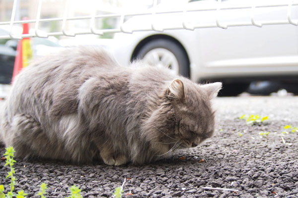 食べるマフ